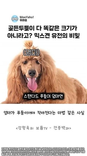 "엄마 따라갑니다" 골든두들 입양 전 무조건 알아야 하는 유전학 지식 #강형욱 #강아지 #골든두들