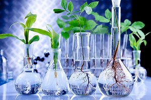 The Difference Between Open Pollinated Seeds, Hybrids And GMOs