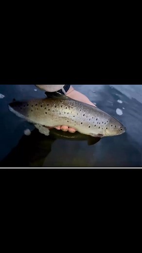 The River Don on Reels