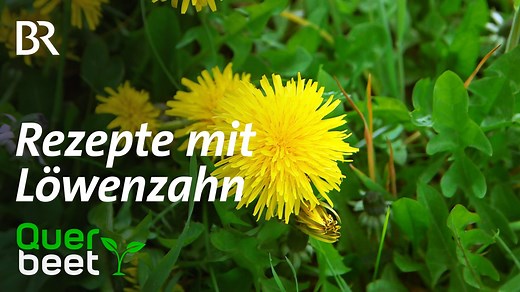 Rezepte mit Löwenzahn Für die einen "Unkraut", für die anderen wertvolle Pflanze. Otmar Diez und Julia Erlwein lieben Löwenzahn. Etwa für Kaffee oder Salbe: | Querbeet