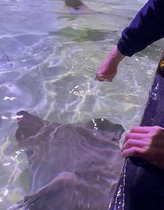 5K views · 38 reactions |  Stingray Interactive Feeding Experience  Get hands-on with our most popular attraction! Hold a small piece of food, and our friendly stingrays will glide over to gently take it from your hand. An amazing hands-on encounter you won’t find anywhere else within 200 miles—come experience it for yourself! Get tix on our website. https://loom.ly/PbaV3iM #StingrayFeedings #StingrayEncounter | Shreveport Aquarium | Facebook
