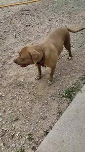 1.2K views · 60 reactions | 911 Dog Rescue Inc. on Reels | Facebook