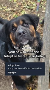 Adoptable Animal Presented by Amazon: Beau We are also accepting fosters for Beau at this time! Beau is a beautiful dog with an easy-going personality that makes him a joy to be around! Whether it's on a walk or a cuddle session, Beau is always ready to share his love and affection. He has excellent manners when it comes to sitting for treats and is always happy to play with toys or enjoy some enrichment. He loves to play, and while he can be a bit mouthy when retrieving toys, it's minimal and a