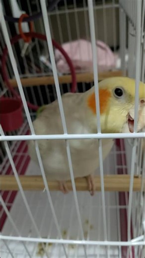 #calopsita #cockatiel #trending #cute #memes #viral