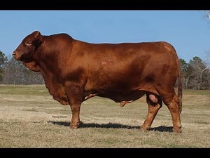 Composición y Características de la Raza Beefmaster- TvAgro por Juan Gonzalo Angel