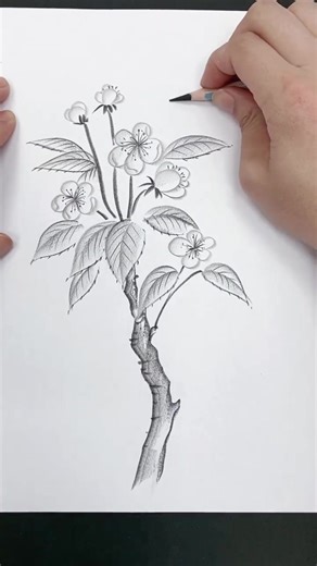 Drawing Tutorial with Pencil for Beginners