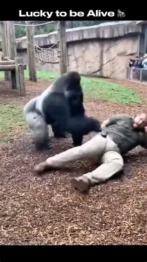 Gorilla Grabs Zoo Keeper