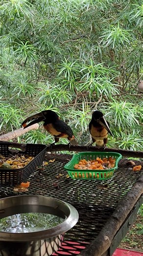 Good morning from BBR! Today’s a treat – our aracaris have taken over the verandah feeders, bringing all their colour and chaos to brighten the morning. As we head into the Giving Season, we’re pushing hard toward our $25,000 goal for December. Every contribution helps us care for Belize’s wild birds – from food and medical supplies to the rehabilitation of former-captive parrots. And don’t forget our big holiday raffle and online auction! Raffle tickets are just $5 each for a chance to win 20% 