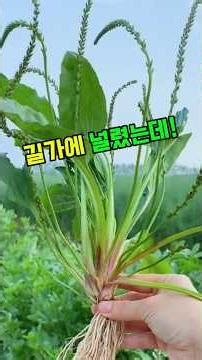 질경이 #차전초 #차전자 #약초 #약초효능 #기관지건강 #위장건강 #이뇨작용 #변비개선 #장건강 #산야초 #자연약초