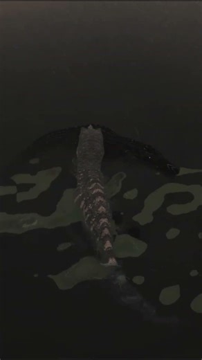 Spinosaurus when? Rex should not be able to do this... | #theisle #theisleevrima