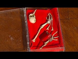 Tote Brieftaube beschäftigt Behörden