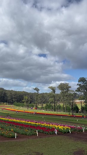 Breathtaking Tulip Field in Full Bloom