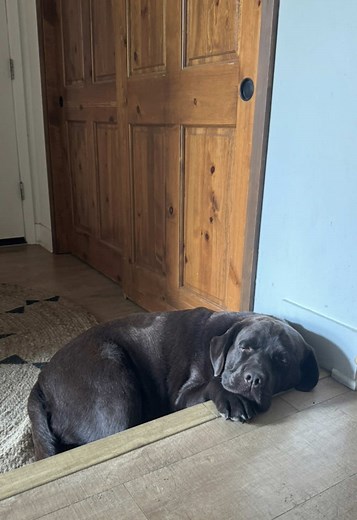 Chocolate Lab: Cute and Chubby Dog Moments