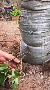 6.6K views · 44 reactions | Urban farming at its finest! Sweet potatoes flourishing in sacks. Who knew growing your own food could be this easy?" | Farm with Tam | Facebook