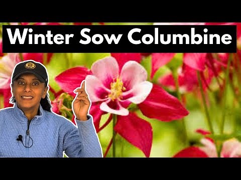 Grow Columbine From Seed! Easy Winter Sowing