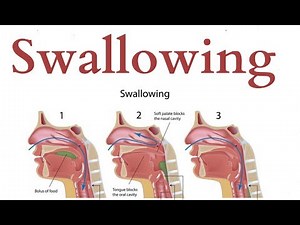 swallowing | Physiology