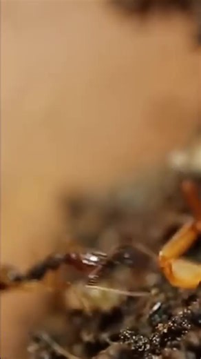 Feeding Trap-Jaw Ants (Part 2)#antscanada #acfamily #antloveforever #ants #antfarm #colony #insects #animals #science #nature | AntsCanada