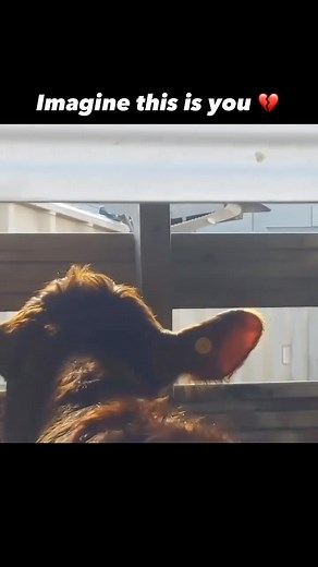 3.6K views · 34 reactions | Heartbreaking  a cow witnessing dead...