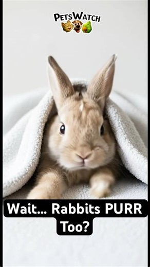 The Secret Life Of Rabbits: Why They Purr