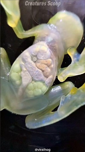 Glass Frog🐸 with See-Through Skin! 😲