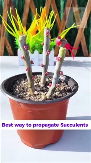 Propagate Succulents: From One Leaf to a Whole Garden #cactus #succulent #plants
