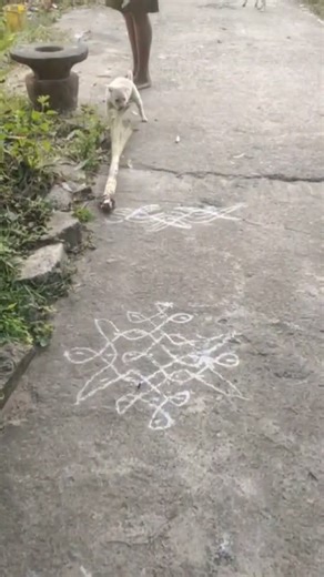 🐶✨ Cute Puppy Playing | Adorable Puppy Moments | Must-Watch! ✨🐾