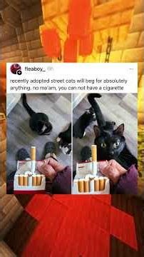 Cat memes i found between the cushions #reddit #cat #catmemes #shorts