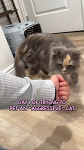 I cannot believe that little Miss Cleo felt comfortable enough to come up and lick me on our first day together 🙀🥹 Given her history, I was completely shocked. It really shows you how animals can behave so differently once they feel safe. I know it didn’t last long before she was triggered. I’m not sure what triggered her because I didn’t move. Maybe it was my voice/laugh that scared her? #disabledcat #fosterkittens #rescue #catsoft | Me and mews