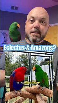 Can an Eclectus and Amazon parrot get along?