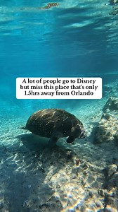 DID YOU KNOW? 🌟 Just 1.5 hours from Disney magic, you can snorkel with manatees in their natural habitat with Manatee Tour & Dive. Winter is the perfect time to visit as they gather in large numbers in our warm waters of Kings Bay. 💧 If you're planning a trip to Florida, give us a shout and let’s plan your tour before the season is over❗️#ManateeSeason #ManateeTourAndDive #OrlandoDayTrip #Wildlife #Bucketlist | Manatee Tour and Dive