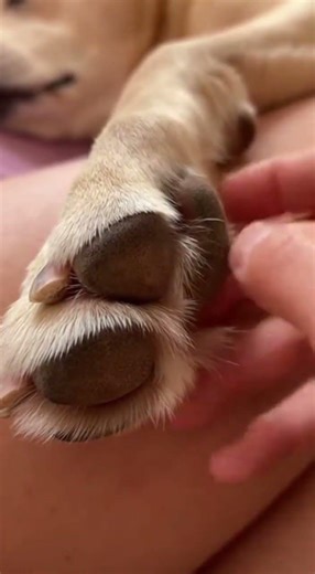 My Love DOGE🐕 Watch This Smart Dog Outsmart Everyone #smartdog #DogeTakesUSA #crypto