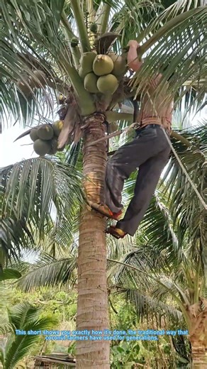 How Coconut Farmers Harvest Coconuts Up a Tall Tree!