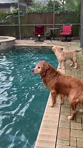 2.4M views · 10K reactions | Never give up on your goals! #waterdog #swimming #swimmingdog #summertime #pooltime #goldenretriever #dogsoffacebook | Max and Finn | Facebook