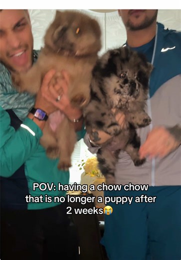 Chow Chow Puppy Transformation in Just Two Weeks