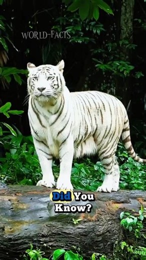 White Tiger: The Ghost of the Jungle! #animals #facts