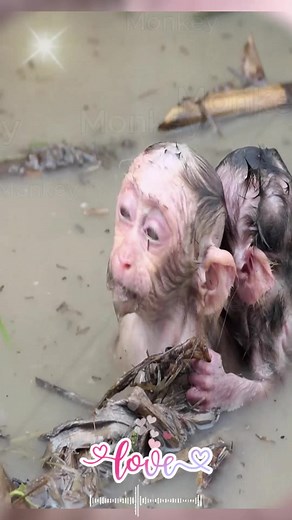 Monkeys Learn to Swim: An Adorable Journey