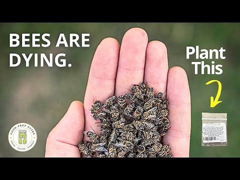 8 Plants to Attract & SAVE the Bees