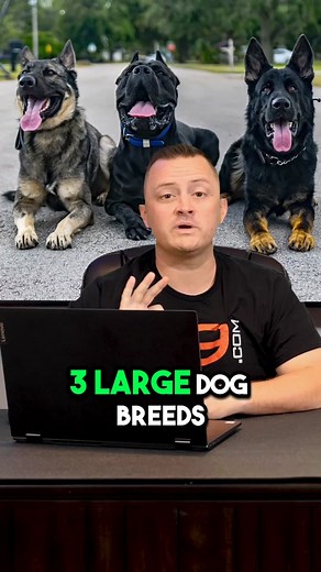 3 Large Dog Breeds That Are Not Recommended