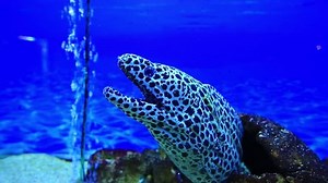 Tiger Moray Eel Stock Footage Video (100% Royalty-free) 6970222 | Shutterstock