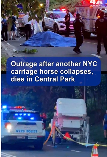 There are renewed calls for a ban on carriage horses after another horse died Tuesday night in Central Park. Carriage horses in NYC have been an ongoing debate for years. #centralpark #nyc #horses