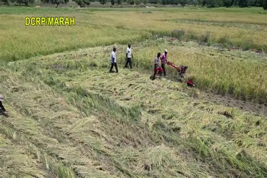 𝗟𝗲𝘀 𝗳𝗿𝘂𝗶𝘁𝘀 𝗱𝗲 𝗹’𝗢𝗳𝗳𝗲𝗻𝘀𝗶𝘃𝗲 𝗮𝗴𝗿𝗼𝗽𝗮𝘀𝘁𝗼𝗿𝗮𝗹𝗲 𝗲𝘁 𝗵𝗮𝗹𝗶𝗲𝘂𝘁𝗶𝗾𝘂𝗲 𝟮𝟬𝟮𝟯-𝟮𝟬𝟮𝟱 : « 𝗣𝗿𝗼𝗱𝘂𝗶𝗿𝗲 𝘂𝗻 𝗺𝗶𝗹𝗹𝗶𝗼𝗻 𝗱𝗲 𝘁𝗼𝗻𝗻𝗲𝘀 𝗱𝗲 𝗿𝗶𝘇 » Un film réalisé par la 𝗗𝗖𝗥𝗣/𝗠𝗔𝗥𝗔𝗛 retrace les principales actions menées par le ministère en charge de l’Agriculture pour atteindre cet objectif ambitieux. 𝑨̀ 𝒅𝒆́𝒄𝒐𝒖𝒗𝒓𝒊𝒓 𝒄𝒆 𝒎𝒆𝒓𝒄𝒓𝒆𝒅𝒊 17 𝒅𝒆́𝒄𝒆𝒎𝒃𝒓𝒆 2025 𝒔𝒖𝒓 𝒍𝒆𝒔 𝒂𝒏𝒕𝒆𝒏𝒏𝒆𝒔 𝒔𝒖𝒊𝒗𝒂𝒏𝒕𝒆𝒔 : - 𝗥𝗧𝗕 : 𝗷𝘂𝘀�