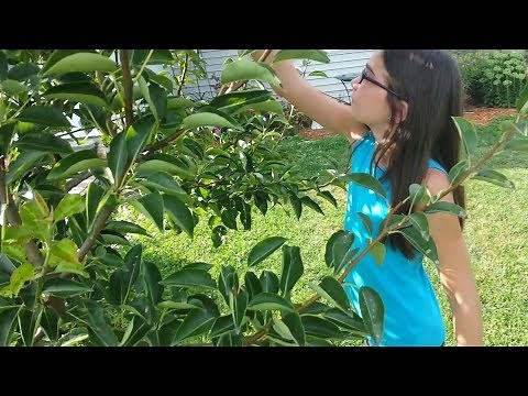 When To Pick Pears - The Foolproof Way