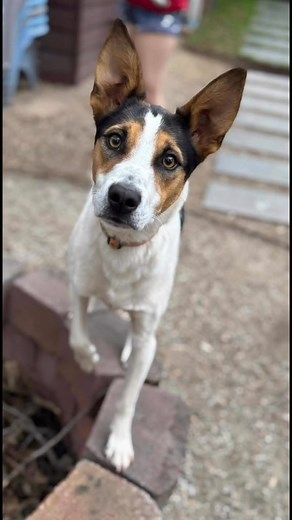 18K views · 274 reactions | Our stunning and ever so sweet Jack Russell x Kelpie “ANDRE ” will be coming up for adoption this week ❤️ Stay tuned to Australian K9 Rescue Vic for his adoption post ❤️ | Australian K9 Rescue Vic | Facebook