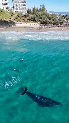 25K views · 290 reactions | How cool is this! Swimmers at Snapper Rocks on the Gold Coast had a very close encounter with a whale. The incredible vision shows the whale casually going about its business with stunned locals looking on. : @k_ane_ | Courier Mail | Facebook