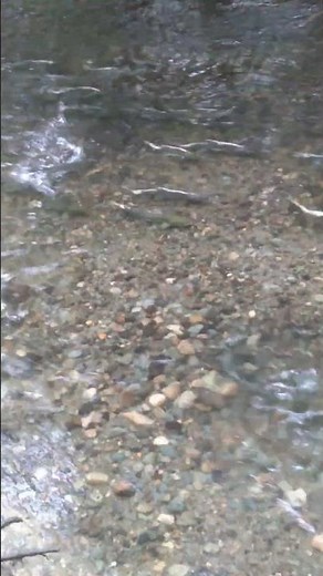 Spawning Pink Salmon 2025, Part 4 - Vancouver Island, BC (Salmon Run)