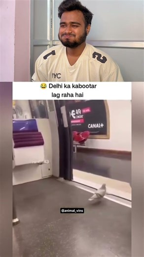 Asmaan mein udne ka zamana gaya, ab toh pigeon bhi metro card banwa rahe hain! 🐦🚉#shortsfeed