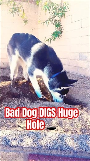 Bad Dog DIGS Huge Hole #husky #funny #dogshorts