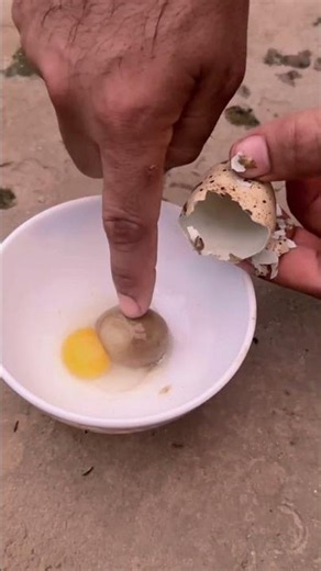 More eggs inside the eggs. #egg_hatching #cuckoo_bird_rearing