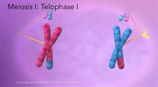 it’s time to fuse your gametes 🧬🧬 AP biology unit 5 and 6 #neuronerd #science #fyp #apbiology #classof2026