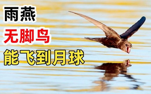 雨燕学名无脚鸟，10个月脚不沾地，一生能飞到月球的距离